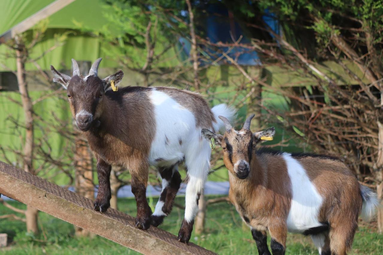 Cosy Without Hot Tub - Greenway Farm, Drybrook, Forest Of Dean *